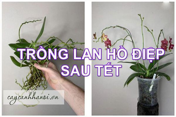 Cách trồng hoa lan hồ điệp sau Tết