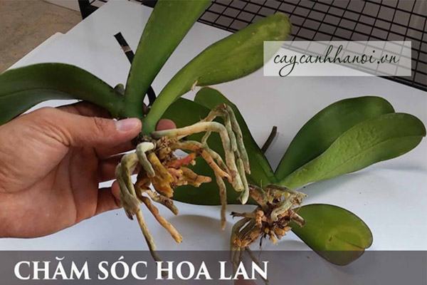 Xử lý phần gốc rể của cây