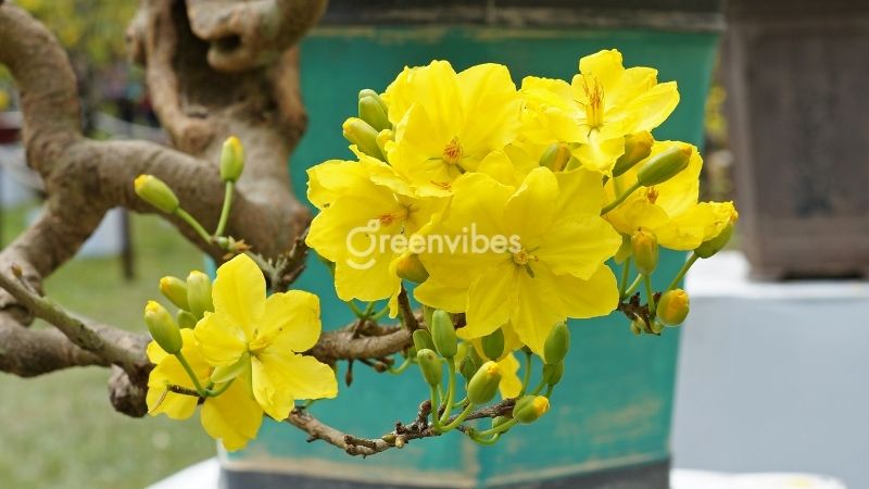 cach-uon-cay-mai-2 Thời điểm nào nên uốn mai?