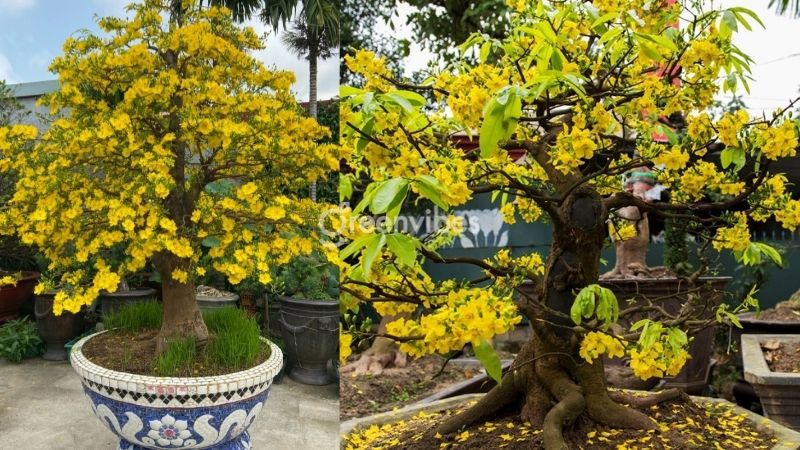 cach-uon-cay-mai-3 Kỹ thuật tạo dáng gốc mai