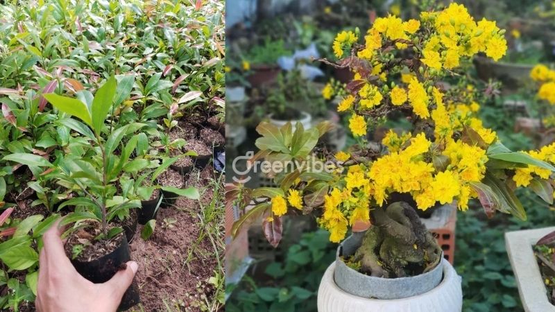cach-uon-cay-mai-4 Kỹ thuật tỉa tạo dáng mai