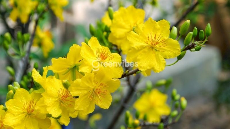 Cách uốn cây mai vàng đẹp mắt - Kỹ thuật mới nhất 2023