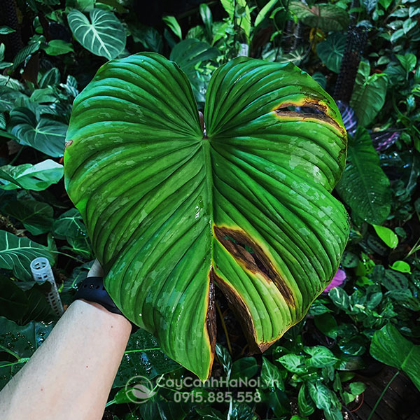 Cách xử lý khi cây Philodendron bị vàng lá