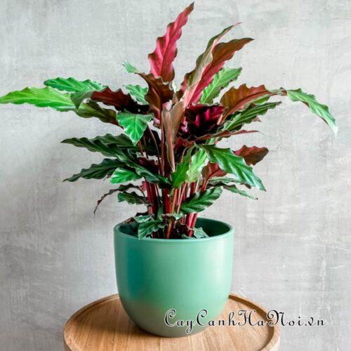 Calathea rufibarba