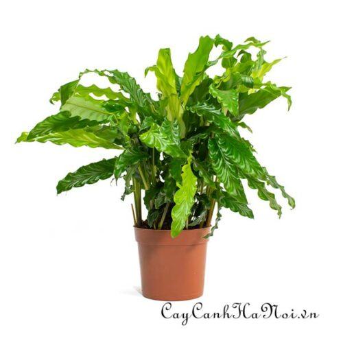 Calathea rufibarba Green