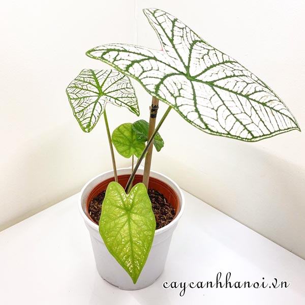 Candidum Caladium