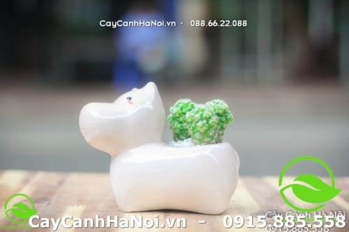 Canh Mùi hợp cây gì - Xương rồng sen đá 