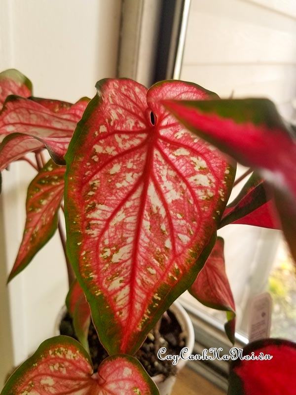 Caribbean Coral Caladium