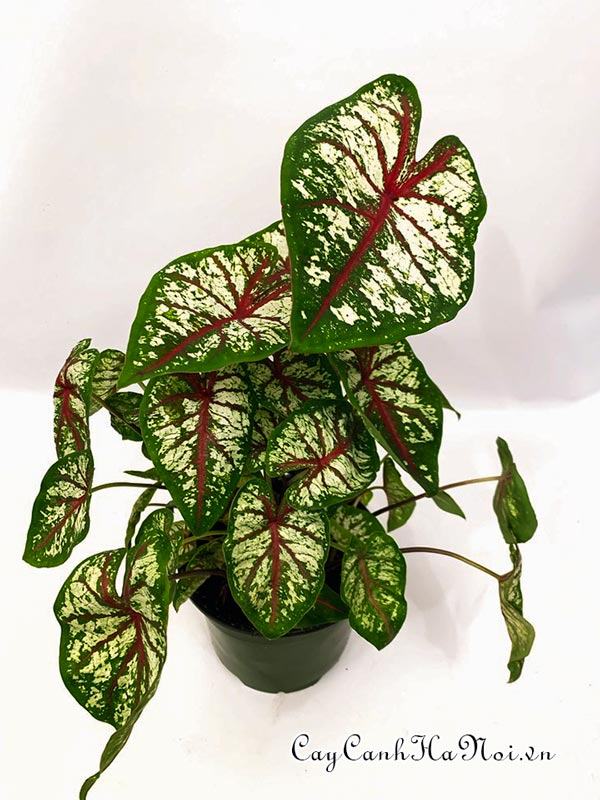 Carousel Caladium