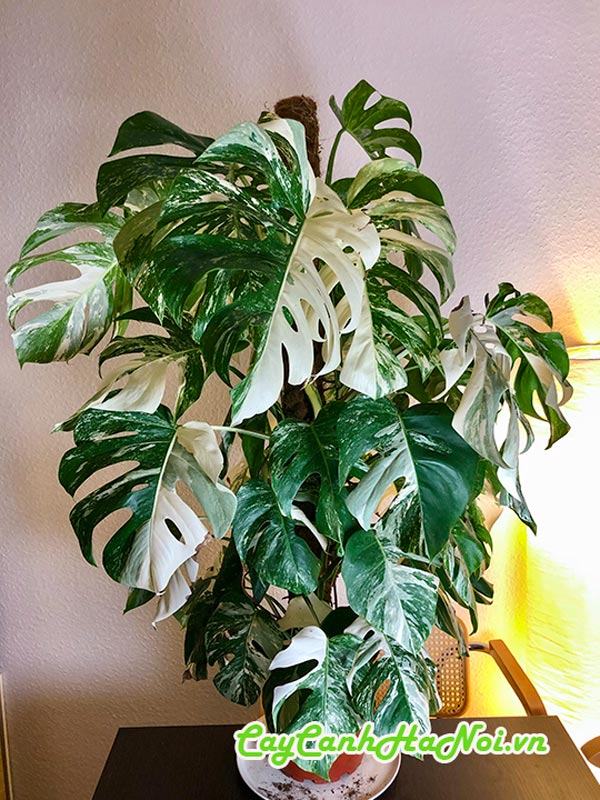 Cắt tỉa tạo dáng cho cây trầu bà Monstera đột biến