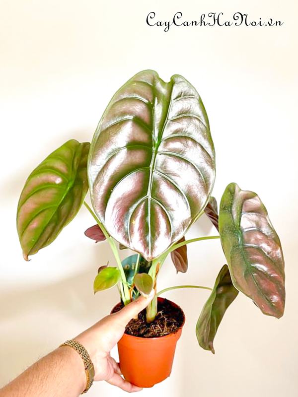 cay-alocasia-cuprea-red-secret Cây Alocasia Cuprea Red Secret có bộ lá khiến nhiều người yêu thích