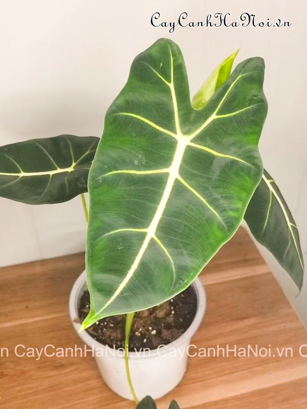 cay-alocasia-frydek-co-bo-la-dep Cây môn Alocasia Frydek có bộ lá đẹp