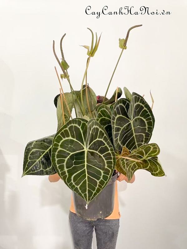 cay-anthurium-clarinervium-co-bo-la-to-an-tuong Cây Anthurium Clarinervium có bộ lá to ấn tượng