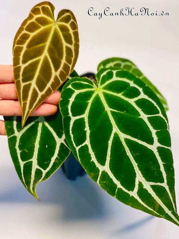 cay-anthurium-crystallinum Cây Anthurium Crystallinum
