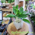 cay-bach-ma-hoang-tu-3 cay-bach-ma-hoang-tu-3.jpg