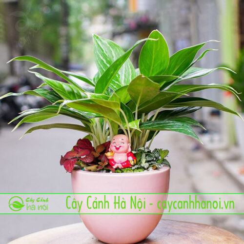 Cây bạch mã mang đến thành công tuổi ất sửu