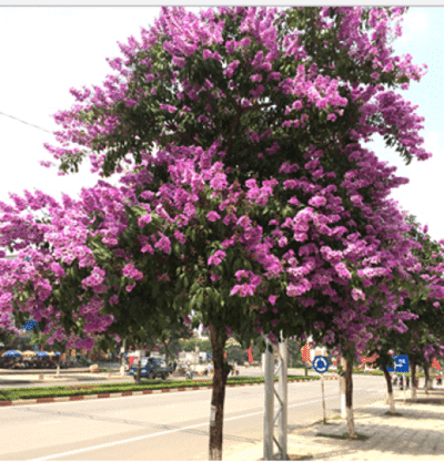 cây bằng lăng