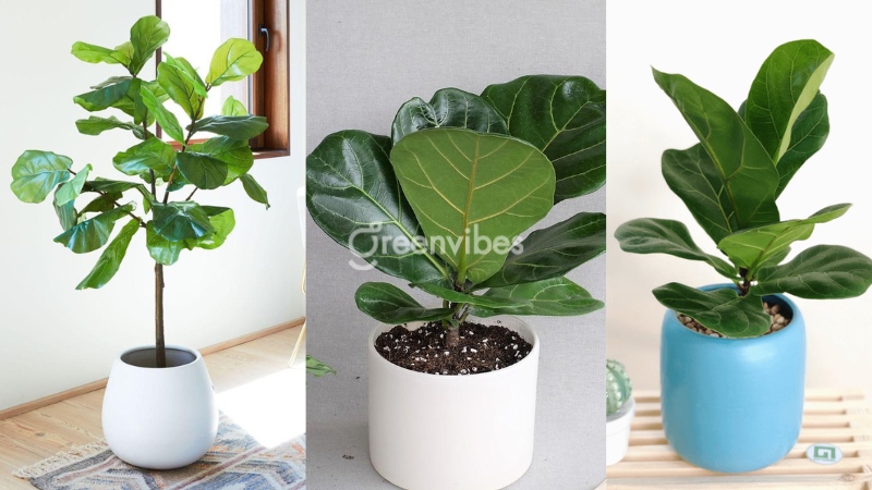 cay-bang-singapore-bi-chay-la-3 Nguyên nhân cây bàng Singapore bị cháy lá