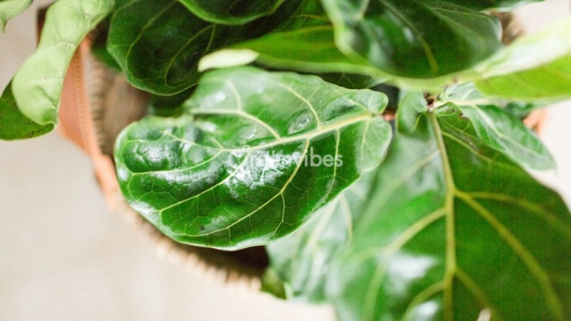 cay-bang-singapore-bi-chay-la-4 Cây bàng Singapore bị côn trùng tấn công