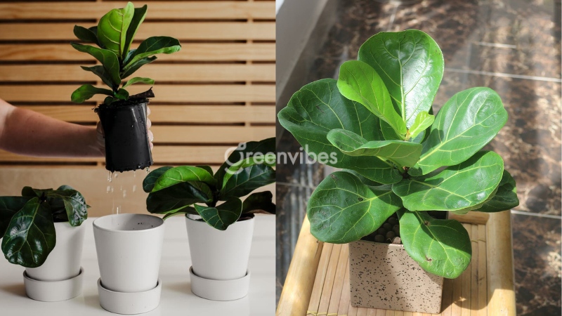 cay-bang-singapore-bi-chay-la-5 Tưới nước khoa học