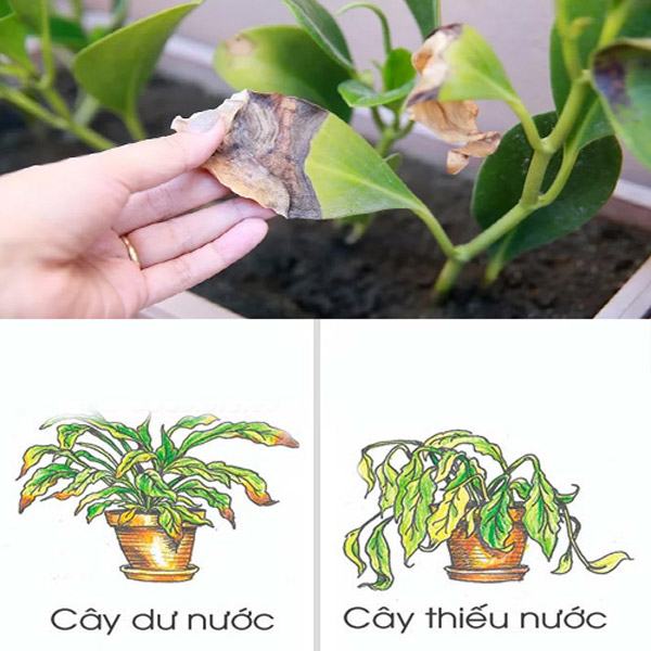 Cây bị thừa hoặc thiếu nước