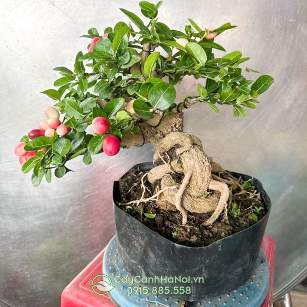 Dáng bonsai cây siro