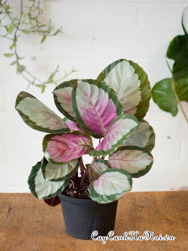 Cây Calathea Corona