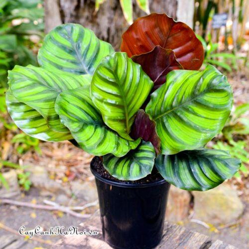 Cây Calathea fasciata