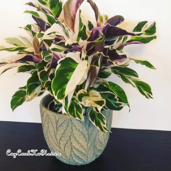 Cây Calathea 'Fusion White' đẹp