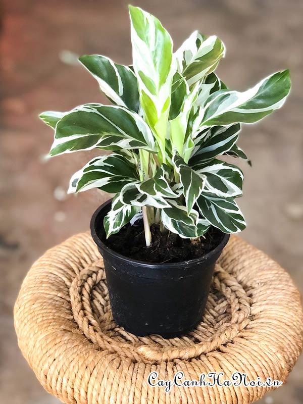 Cây Calathea albertii 'White Tiger'