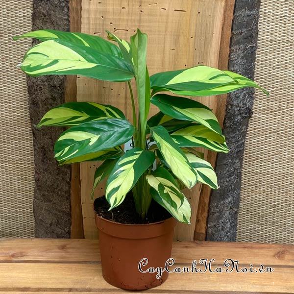 Cây Calathea Lubbersiana