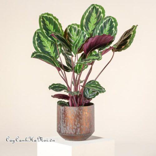 Cây Calathea medallion