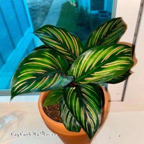 Cây Calathea ornata beauty star