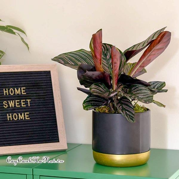 Cây Calathea ornata 'Sanderiana'