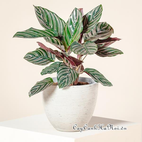 Cây Calathea Ornata