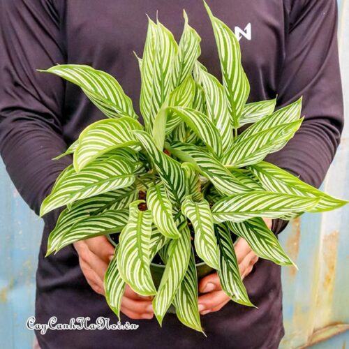 Cây Calathea vittata