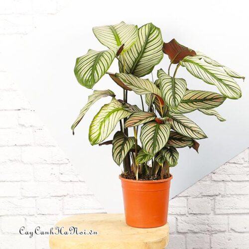 Cây Calathea white star