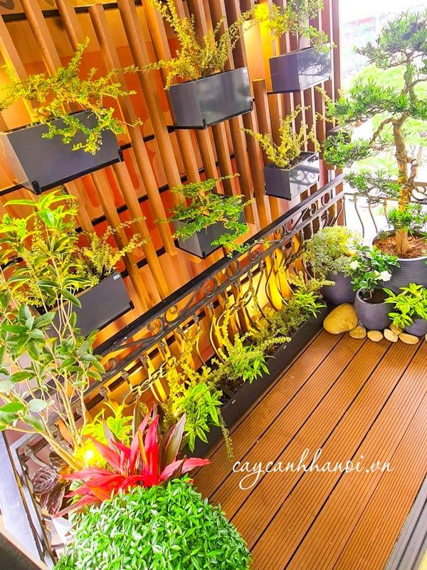 cay-can-than-van-nien-tung-trong-chau-da-mai-trang-tri-ban-cong Cây cần thân trồng chậu composite và cây vạn niên tùng trồng chậu đá mài trang trí ban công