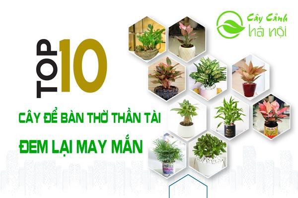 Cây cảnh chưng bàn thờ trong nhà mang ý nghĩa phong thủy tốt