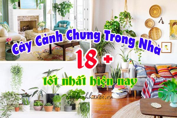 Tổng hợp các loại cây cảnh chưng trong nhà tốt nhất hiện nay