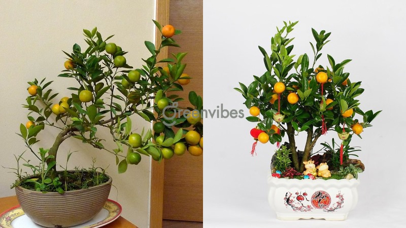 cay-canh-de-ban-ngay-tet-3 Cây quất - Cây cảnh để bàn ngày Tết mang lại may mắn