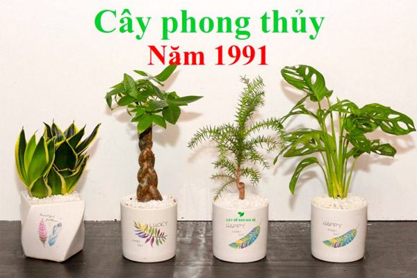 Cây cảnh hợp người sinh năm 1991