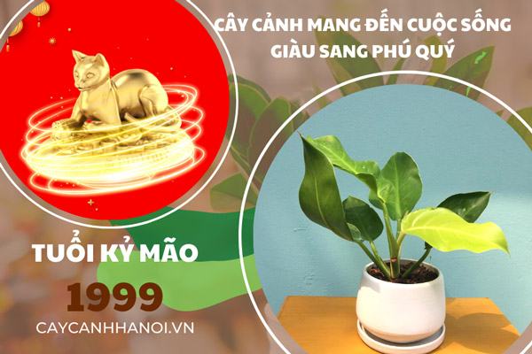 Sinh năm 1999 tuổi Kỷ Mão hợp cây gì để có cuộc sống giàu sang phú quý