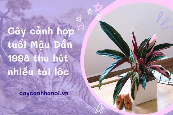 Cây cảnh hợp tuổi mậu dần năm 1998