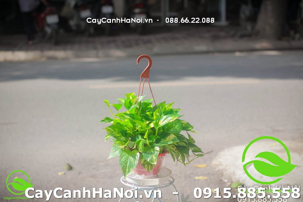 cây cảnh hợp tuổi thìn