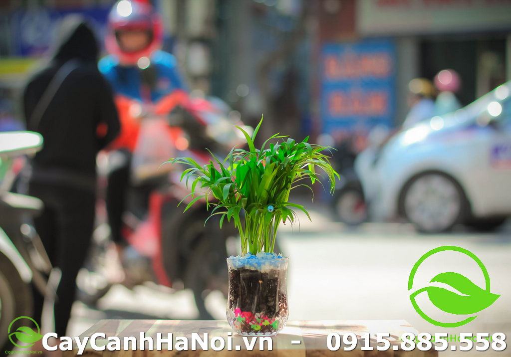 cây cảnh hợp tuổi tỵ