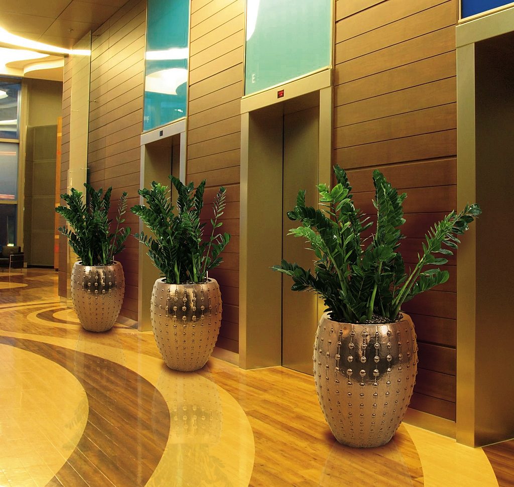 cây cảnh trang trí khách sạn cây kim tiền cay-canh-khach-san-cay-kim-tien.jpg