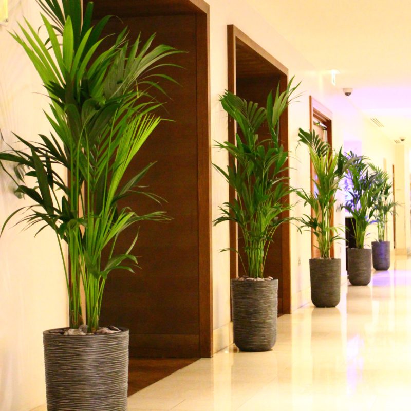 cây cảnh trồng ở khách sạn cay-canh-khach-san.jpg