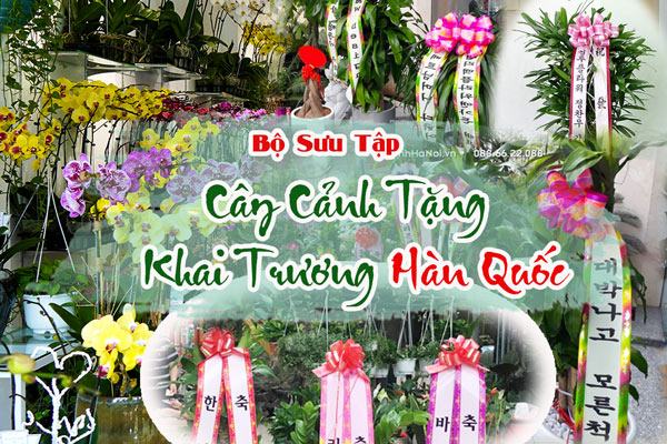 Cây cảnh khai trương phong cách Hàn Quốc