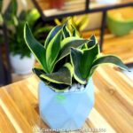 cây cảnh làm quà tặng người thân cay-canh-lam-qua-tang-2.jpg